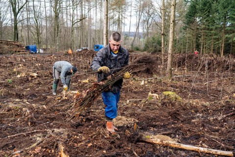 Reforestation in the Arnsberg forest near Rüthen-Nettelstädt, district of Soest, forestry workers