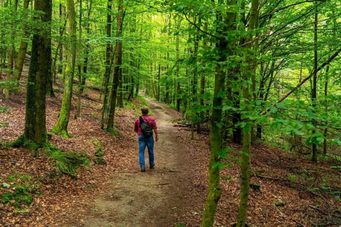 Forest below the Bruchhauser Steine, in the Hochsauerland district, rock formations with four main