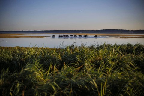 Young bulls run across a flooded pasture near Born am Darß shortly after sunrise. Born, 06.08.2024