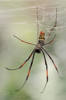 Silk spider (Nephila spec.) in web, captive, North Rhine-Westphalia, Germany, Europe