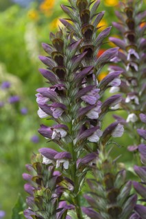 Sea dock (Acanthus mollis), Bavaria, Germany, Europe