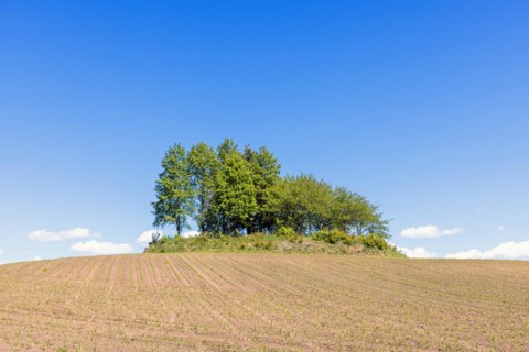 Grove of trees on a clearance cairn by a new sown field in the countryside