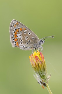 Chapman's blue (Polyommatus thersites), female, Provence, southern France