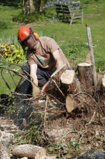 Man using chainsaw to cut down tree stump