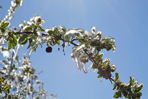 Hamburg, Altes Land, Obstplantage, Frostschutz