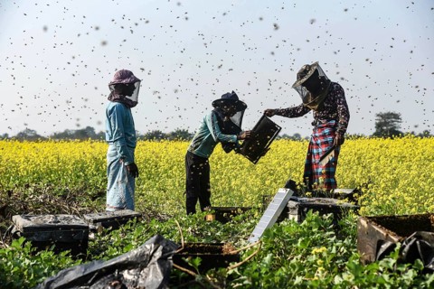 Bee keepers working in a bee farm near a musturd field in a village in Barpeta district of Assam in