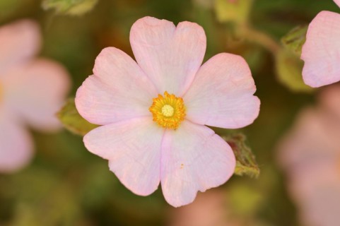 Small-flowered rockrose (Cistus parviflorus), flower, Provence, southern France