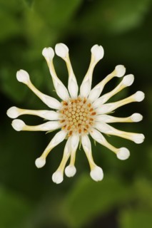 Cape daisy or Bornholm daisy 'Soprano Vanilla Spoon' (Dimorphotheca ecklonis, Osteospermum