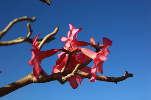 South Ethiopia, desert roses, Adenium, are a plant genus of the dogbane family, Apocynaceae, tree