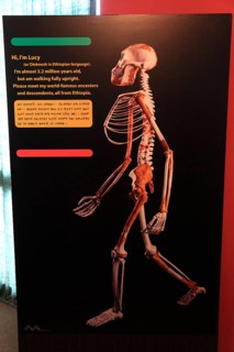 Addis Ababa, in the Ethnological Museum, illustration of Luci, Lucy refers to the partial skeleton