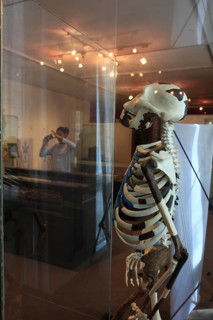 Addis Ababa, in the Ethnological Museum, illustration of Luci, Lucy refers to the partial skeleton