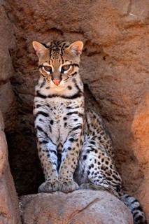 Ocelot (Leopardus pardalis), adult, sitting, at the den, alert, Sonora Desert, Arizona, North