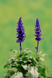 Mealycup sage (Salvia farinacea), flowering, Elllerstadt, Germany, Europe