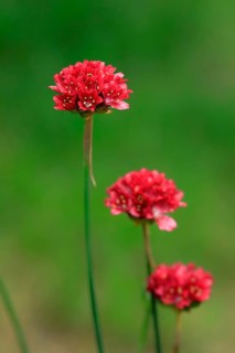 Lady's cushion (Armeria), flowering, flower, Ellerstadt, Germany, Europe