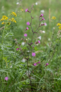 Red campion (Silene dioica), Emsland, Lower Saxony, Germany, Europe