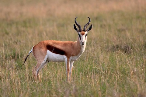 Springbok (Antidorcas marsupialis), adult, male, foraging, alert, Mountain Zebra National Park,