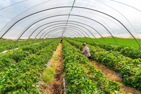 Harvesting strawberries, harvest helper, strawberry cultivation in the open field, under a foil