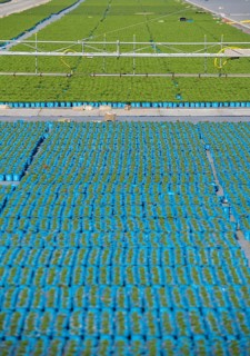 Nursery, plant cultivation, ornamental plants grow in flower pots, outdoors, greenhouse,