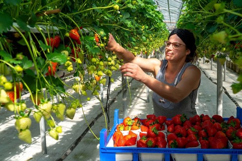 Harvesting strawberries, harvest helper, strawberry cultivation in the greenhouse, young strawberry