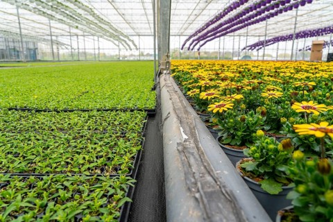 Horticultural business, greenhouse, flower pots, young plants, cape daisies, osteospermum, growing