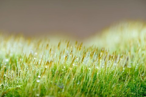 Moss, moss cushion with raindrops, close-up, Moselle, Rhineland-Palatinate, Germany, Europe