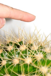 A human finger approaches the long, pointed spines of a green cactus, hedgehog cactus, hedgehog