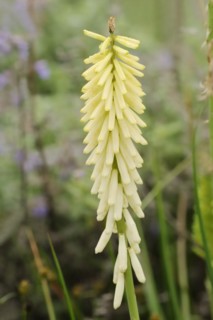 Torch lily 'Little Maid' (Kniphofia hybride), inflorescence, ornamental plant, North