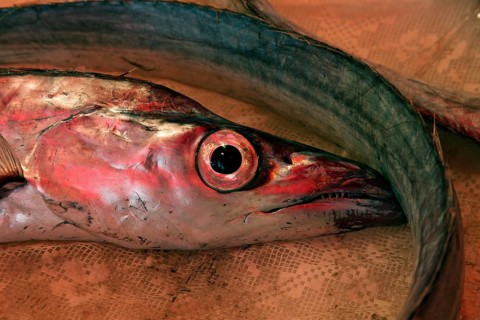 Silver scabbardfish at the historic Catania fish market, Catania, Sicily, Italy, Europe