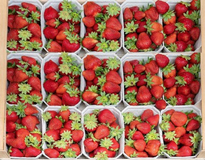 Fresh strawberries (Fragaria) sorted in cardboard trays, Bavaria, Germany, Europe