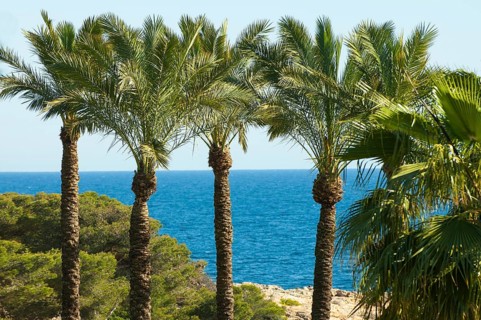 True date palm, date palm, common date palm, date (Phoenix dactylifera)