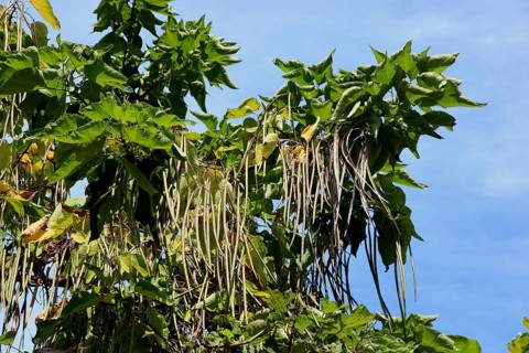 Southern Catalpa, Catalpa bignonioides, inflorescence