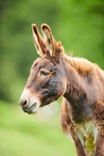 Donkey (Equus africanus asinus), portrait, tirol, Kitzbühel, Wildpark Aurach, Austria, Europe