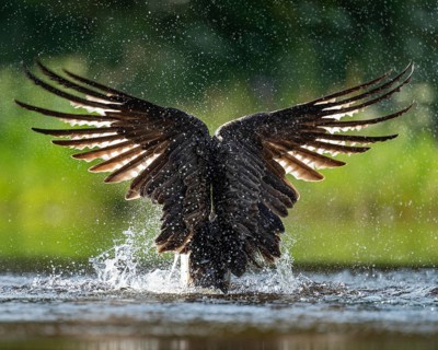 Western osprey (Pandion haliaetus) hunting, Aviemore, Scotland, Great Britain