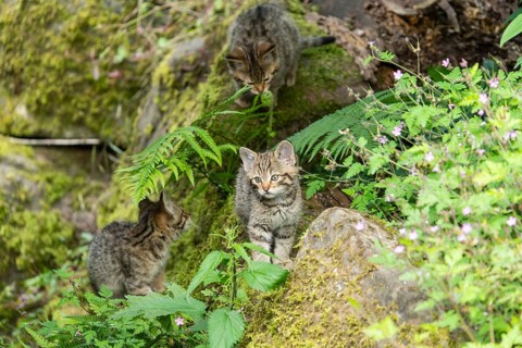 Three kittens playing together between stones and ferns in the green forest, wild cat (Felis