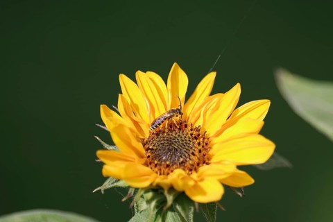 Yellow-banded furrow bee (Halictus scabiosae), male, sunflower, yellow, The furrow bee sucks nectar