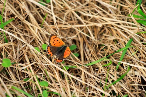 Small copper, September, Mecklenburg-Western Pomerania, Germany, Europe