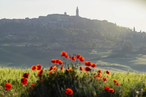 Landscape at sunrise around Pienza, Val d'Orcia, Orcia Valley, UNESCO World Heritage Site, Province