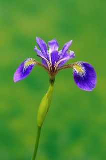 American marsh iris (Iris versicolor), flower, in bloom, at a pond, Ellerstadt, Germany, Europe