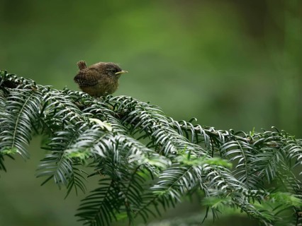 Young wren (Troglodytes troglodytes) sitting on a branch, Grunewald, Berlin, Germany, Europe