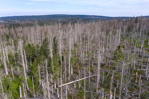 Aerial photo of dead spruces, due to infestation by bark beetles, Oderbrück, 19/07/2020