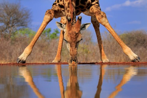 Southern giraffe (Giraffa camelopardalis giraffa), adult, portrait, drinking, at the water, Kruger
