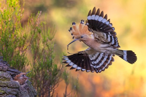 Hoopoe (Upupa epops) Bird of the Year 2022, approach with beetle larva as prey for the young bird