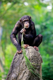 Chimpanzee (Pan troglodytes troglodytes), adult female, used, tool, eating termite mounds