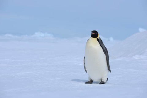 Emperor penguins (Aptenodytes forsteri), Penguin Lays on the Ice, Series, Snow Hill Island,