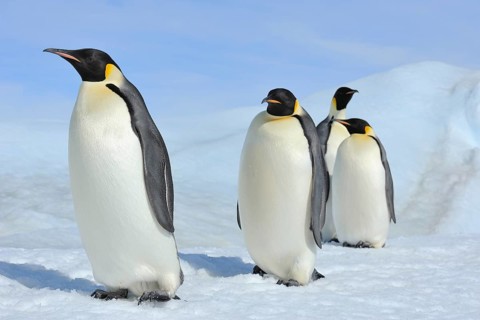 Emperor penguins (Aptenodytes forsteri), Group of Adult, Snow Hill Island, Antartic Peninsula,