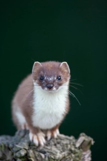 European stoat (Mustela erminea) adult animal portrait, United Kingdom, Europe
