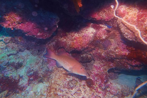 Coral trout (Plectropomus leopardus) in the great barrier reef in spring, Cairns, Australia,