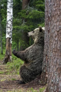Brown bear, (Ursus (genus) arctos) Bear rubbing its fur on a tree trunk, Finland, Finland, Europe