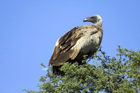 White-backed vulture, (Gyps africanus), resting in the morning Kalahari Gemsbok NP, South Africa,