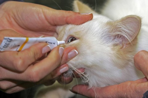 Castration of a tomcat, eye ointment in front of the operation, vet